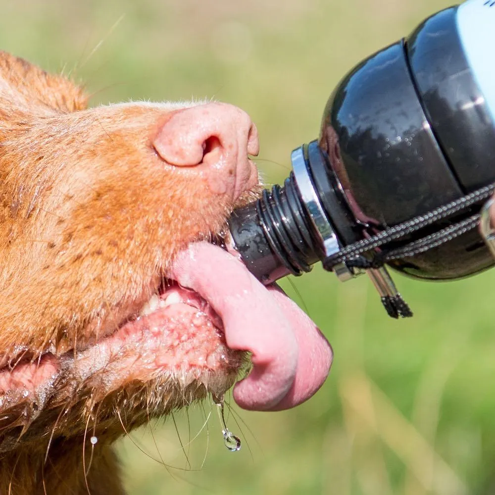 Dog Water Bottle, Lick 'n Flow, Paws